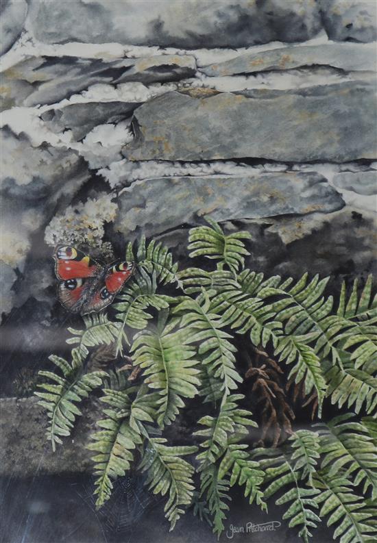 Jean Pritchard Nymphalis 35 x 23cm